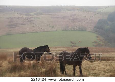 Picture - Pastoral Scenes With Horses On Misty Exmoor Day, United Kingdom. Fotosearch