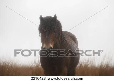 Stock Image - Pastoral Scenes With Horses On Misty Exmoor Day, United Kingdom. Fotosearch