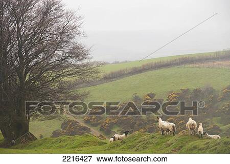 Stock Photo - Pastoral Scenes With Horses On Misty Exmoor Day, United Kingdom. Fotosearch