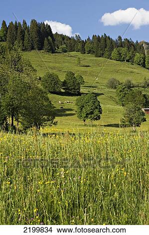 Picture - Pastureland. Gasthof Oberaigen. Kitzbuehel, Tyrol, Austria.. Fotosearch