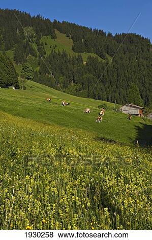 Pastureland. Gasthof Oberaigen. Kitzbuehel, Tyrol, Austria. View Large Photo Image Stock Photo - Pastureland. Gasthof Oberaigen. Kitzbuehel, Tyrol, Austria.. Fotosearch