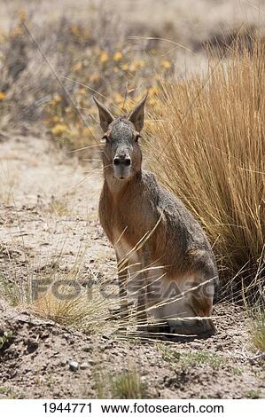 Stock Image - Patagonian Mara (Dolichotis patagonum), Peninsula Valdes, Chubut, Argentina. Fotosearch