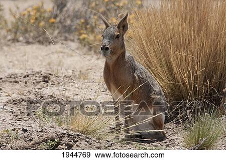 Stock Photo - Patagonian Mara (Dolichotis patagonum), Peninsula Valdes, Chubut, Argentina. Fotosearch