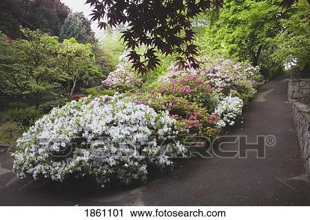 Path By Flowerbed In Park View Large Photo Image Stock Image - Path By Flowerbed In Park. Fotosearch