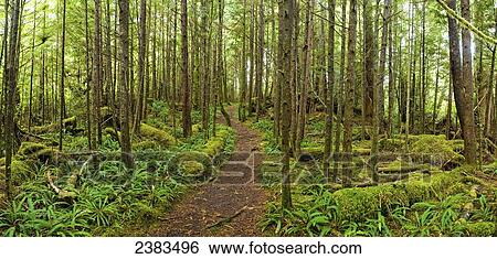 Path in dense secondary forest in Cape Scott Provincial Park; Vancouver Island, British Columbia, Canada View Large Photo Image Stock Photograph - Path in dense secondary forest in Cape Scott Provincial Park; Vancouver Island, British Columbia, Canada. Fotosearch