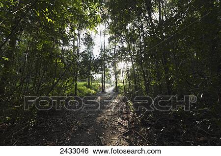 Path in the jungle by Camp Leaky, Tanjung Puting National Park, Central Kalimantan, Borneo, Indonesia View Large Photo Image Stock Photograph - Path in the jungle by Camp Leaky, Tanjung Puting National Park, Central Kalimantan, Borneo, Indonesia. Fotosearch