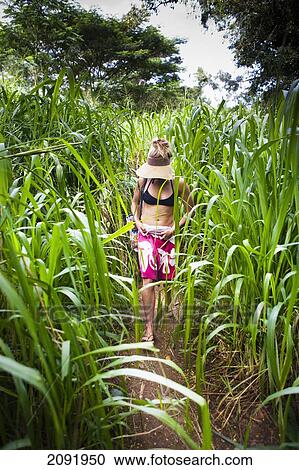 Stock Image - Path To The Secret Swimming Hole Of Kipu Falls; Kauai Hawaii Usa. Fotosearch
