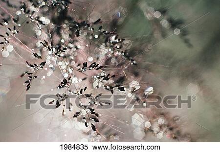 Pattern Of Plant And Water Droplets, Selective Focus. View Large Photo Image Stock Photography - Pattern Of Plant And Water Droplets, Selective Focus.. Fotosearch