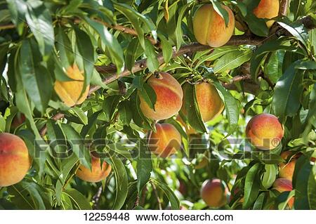 Peaches on a branch; Westminster, Maryland, United States of America View Large Photo Image Stock Photo - Peaches on a branch; Westminster, Maryland, United States of America. Fotosearch