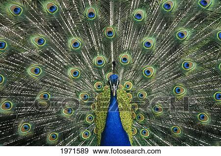 Stock Photo - Peacock Displaying Span Of Colorful Tail Feathers.. Fotosearch