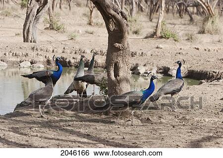 Stock Photograph - Peacock, Sariska National Park, Rajasthan, India. Fotosearch
