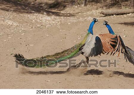 Peacocks Fighting, Sariska National Park, Rajasthan, India View Large Photo Image Stock Photo - Peacocks Fighting, Sariska National Park, Rajasthan, India. Fotosearch