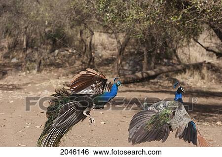 Peacocks Fighting, Sariska National Park, Rajasthan, India View Large Photo Image Stock Photograph - Peacocks Fighting, Sariska National Park, Rajasthan, India. Fotosearch