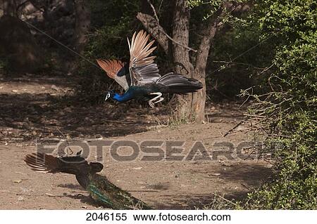 Peacocks Fighting, Sariska National Park, Rajasthan, India View Large Photo Image Stock Photography - Peacocks Fighting, Sariska National Park, Rajasthan, India. Fotosearch