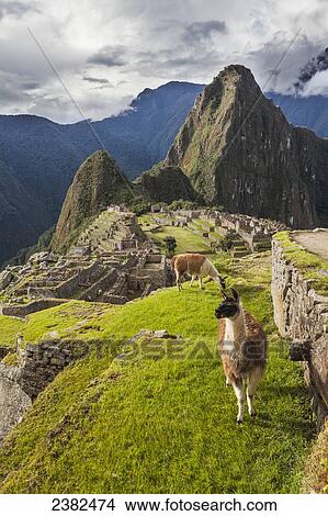 Picture - Peak of Huaynapicchu (young mountain) at Machu Picchu, the ancient lost city of the Incas, one of Peru's top tourist destinations; Peru. Fotosearch