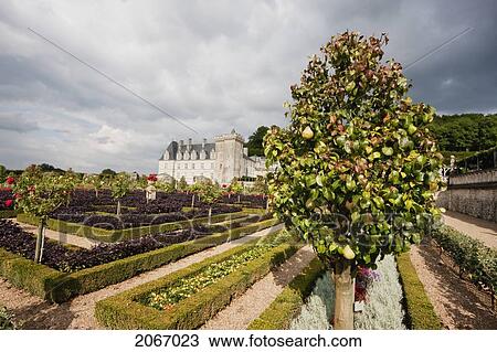 Stock Image - Pear Tree In The Music Garden Of The Chateau De Villandry, Villandry, Indre-Et-Loire, France. Fotosearch