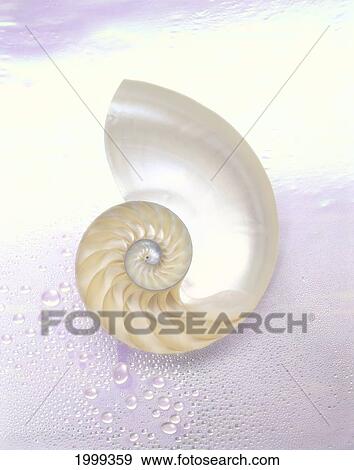 Stock Photo - Pearl Nautilus Shell Cut In Half, Showing Chambers, On Pearly Background B1479. Fotosearch