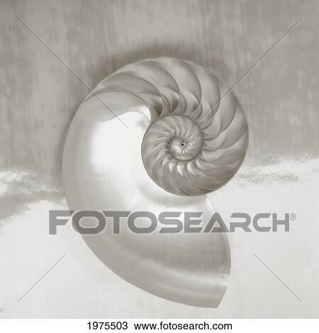 Pearl Nautilus Shell Half Showing Chambers And Spiral (Sepia Photograph). View Large Photo Image Stock Image - Pearl Nautilus Shell Half Showing Chambers And Spiral (Sepia Photograph).. Fotosearch