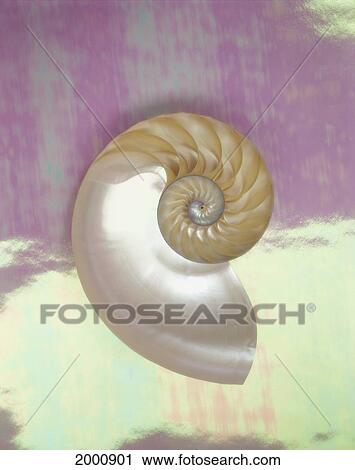 Pearl Nautilus Shell Show Chambers On Pearly Dewy Background View Large Photo Image Stock Image - Pearl Nautilus Shell Show Chambers On Pearly Dewy Background. Fotosearch