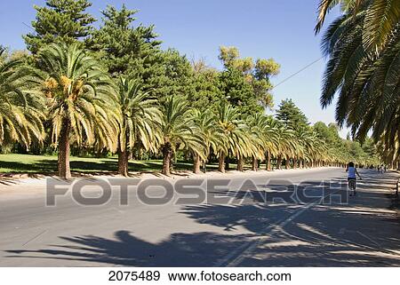 Stock Photo - Pedestrian On An Avenue Lined With Palm Trees; Mendoza Argentina. Fotosearch