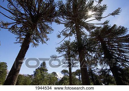 Picture - Pehuen Or Monkey-Puzzle Trees (Araucaria Araucana), Lanin National Park, Argentina. Fotosearch