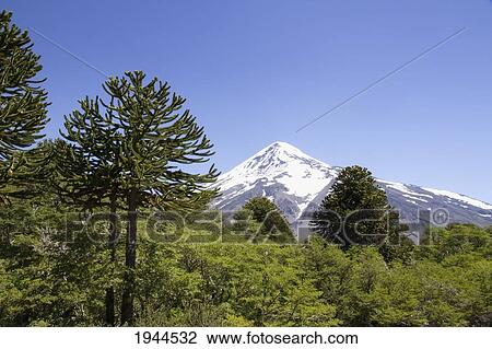 Stock Image - Pehuen or monkey-puzzle trees (Araucaria araucana) and Lanin Volcano, Lanin National Park, Argentina. Fotosearch