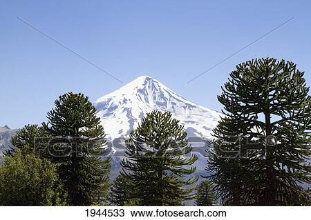Stock Image - Pehuen or monkey-puzzle trees (Araucaria araucana) and Lanin Volcano, Lanin National Park, Argentina. Fotosearch