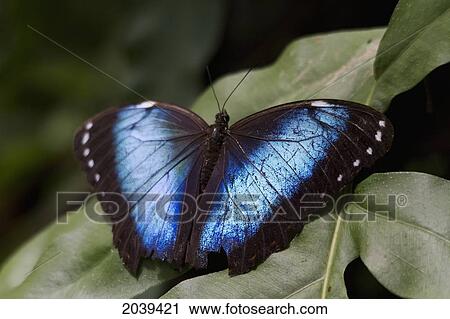 Peleides Blue Morpho (Morpho Peleides) Butterfly, Biocentro Guembe, Santa Cruz, Bolivia View Large Photo Image Stock Image - Peleides Blue Morpho (Morpho Peleides) Butterfly, Biocentro Guembe, Santa Cruz, Bolivia. Fotosearch