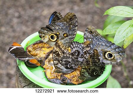 Stock Image - Peleides Blue Morpho or Common Morpho butterflies, Mindo, Pichincha, Ecuador. Fotosearch