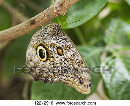 Stock Photo - Peleides Blue Morpho or Common Morpho butterfly, Mindo, Pichincha, Ecuador. Fotosearch