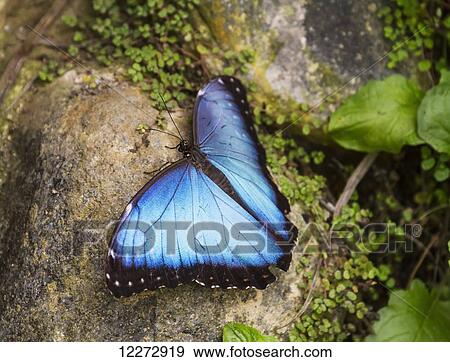 Stock Photo - Peleides Blue Morpho or Common Morpho butterfly, Mindo, Pichincha, Ecuador. Fotosearch