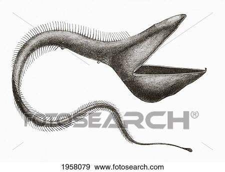 Pelican Eel Or Eurypharynx Pelecanoides. Deep Sea Fish Rarely Seen By Humans. From El Mundo Ilustrado, Published Barcelona, Circa 1880. View Large Photo Image Stock Photo - Pelican Eel Or Eurypharynx Pelecanoides. Deep Sea Fish Rarely Seen By Humans. From El Mundo Ilustrado, Published Barcelona, Circa 1880.. Fotosearch