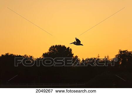Pelican In Flight At Sunset Over Red River, Lockport, Manitoba View Large Photo Image Stock Photo - Pelican In Flight At Sunset Over Red River, Lockport, Manitoba. Fotosearch
