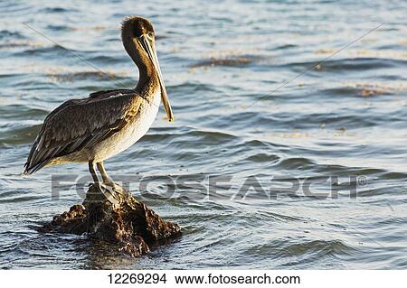 Pelican perched on a rock in the water; Akumal, Quintana Roo, Mexico View Large Photo Image Picture - Pelican perched on a rock in the water; Akumal, Quintana Roo, Mexico. Fotosearch