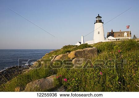 Stock Photograph - Pemaquid Point Light and wild roses, Pemaquid Point Peninsula, near New Harbor; Maine, United States of America. Fotosearch