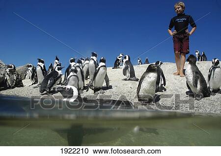Stock Image - Penguin Swimming In The Sea. Fotosearch