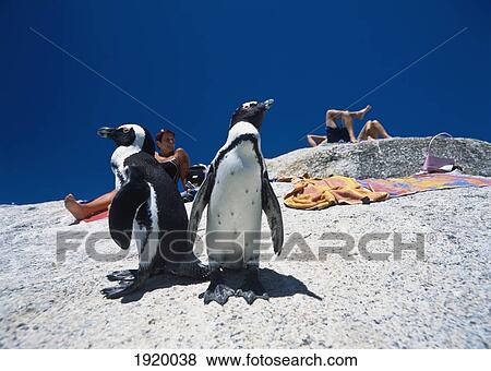 Stock Photo - Penguins And Tourists Sunbathing. Fotosearch