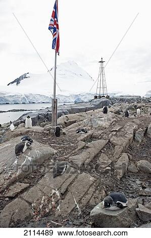 Stock Photo - Penguins Lay On The Rocks Along The Coast With The Union Flag On A Pole; Antarctica. Fotosearch