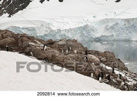 Penguins On The Ice Along The Coastline; Antarctica View Large Photo Image Picture - Penguins On The Ice Along The Coastline; Antarctica. Fotosearch