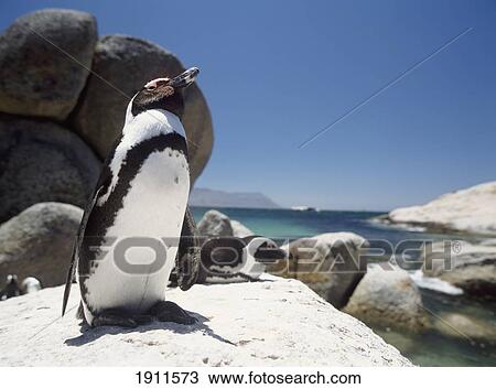 Stock Image - Penguins Sunning Themselves On Rocks At Boulders Beach, Cape Peninsula, South Africa.. Fotosearch