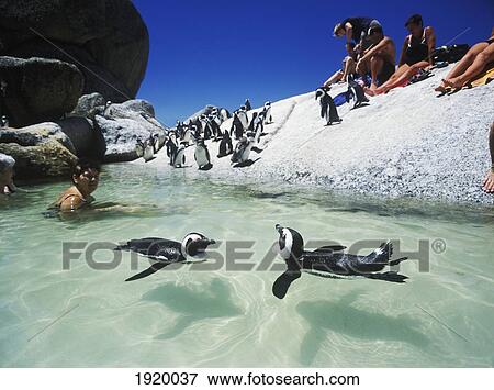 Stock Photo - Penguins Swimming Around Tourists. Fotosearch