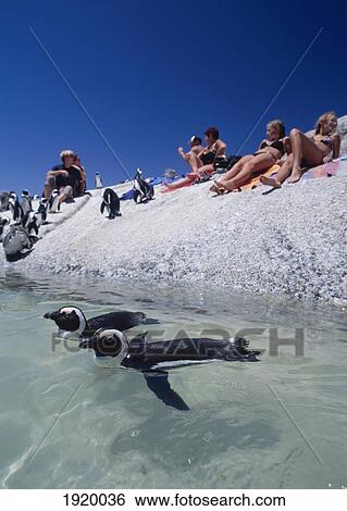 Stock Photograph - Penguins Swimming Around Tourists. Fotosearch