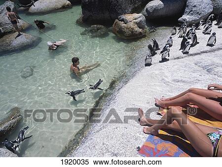 Stock Photography - Penguins Swimming Around Tourists. Fotosearch