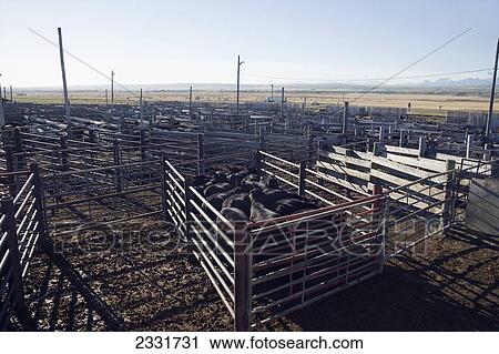 Stock Image - Pens Used For Herding Cattle For Auction; Alberta, Canada. Fotosearch