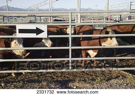 Pens Used For Herding Cattle For Auction; Alberta, Canada View Large Photo Image Stock Image - Pens Used For Herding Cattle For Auction; Alberta, Canada. Fotosearch