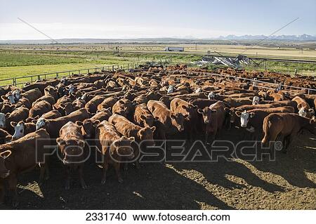 Stock Image - Pens Used For Herding Cattle For Auction; Alberta, Canada. Fotosearch