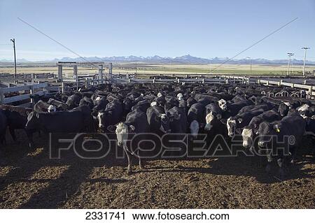 Pens Used For Herding Cattle For Auction; Alberta, Canada View Large Photo Image Stock Image - Pens Used For Herding Cattle For Auction; Alberta, Canada. Fotosearch