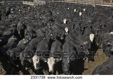 Stock Photo - Pens Used For Herding Cattle For Auction; Alberta, Canada. Fotosearch