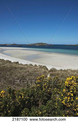 Stock Image - Pentle Bay, One Of Britain's Top 20 Beaches. Tresco. Isles Of Scilly, Cornwall, United Kingdom, Europe. Fotosearch