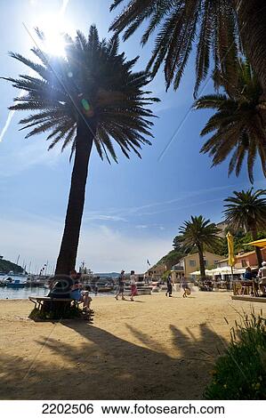 People and date palms beside the harbour of the village of Port-Cros on the island of Port Cros, Port Cros National Park; Port-Cros, Provence, France View Large Photo Image Stock Photograph - People and date palms beside the harbour of the village of Port-Cros on the island of Port Cros, Port Cros National Park; Port-Cros, Provence, France. Fotosearch